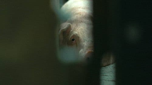 Tierleid vom Fließband Bild 1