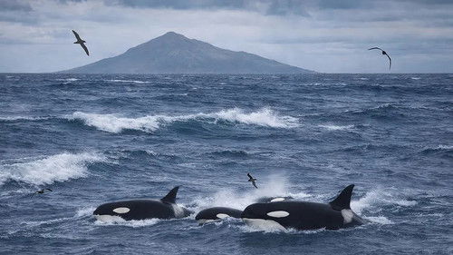 Tiere im Sturm Bild 2