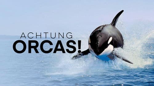 Achtung Orcas! Gefahr vor Gibraltar? Bild 3