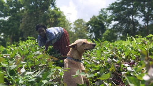 We Don't Deserve Dogs Bild 3