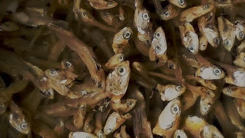 Temimpi Maunjun Bild 1