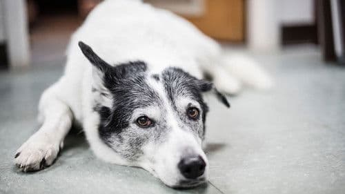 SPCA en action Bild 1