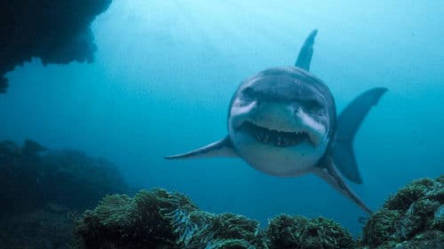 Deep Blue Sea 3 Bild 7