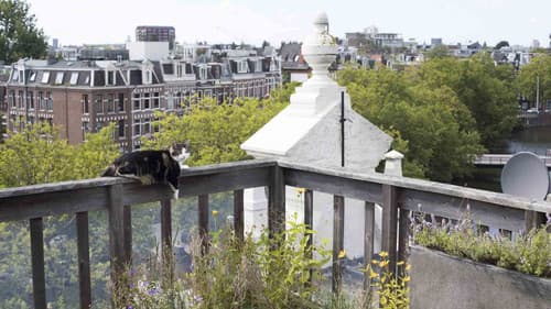 Katzenliebe: Eine Hommage an Katzen Bild 2