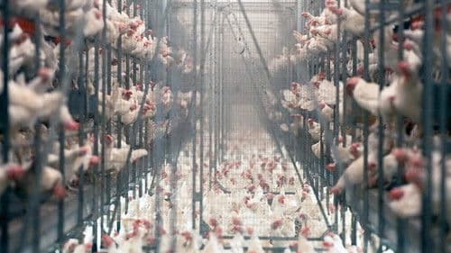 Tierleid vom Fließband Bild 2