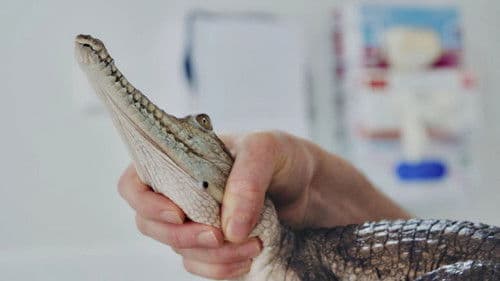 The Bizarre Pet Vets Bild 3