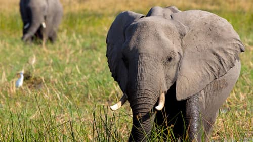 In den Fußstapfen von Elefanten Bild 3