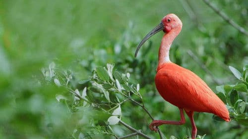 Brazil Untamed Bild 4