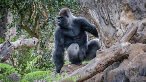 Gorillas: Rumble in the Jungle Bild 1
