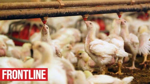 The Trouble with Antibiotics Bild 1