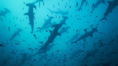 Migrations: The Big Swim Bild 1