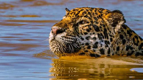 Jaguar vs. Krokodil Bild 4