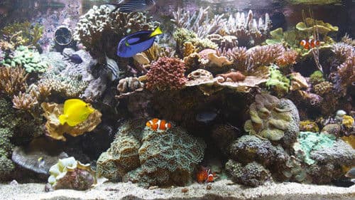 BluScenes: Coral Reef Aquarium Bild 1