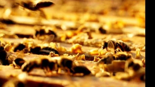 The Honey Bee Bild 2