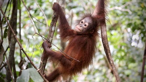 Orang-Utans - Borneos Waldmenschen Bild 5