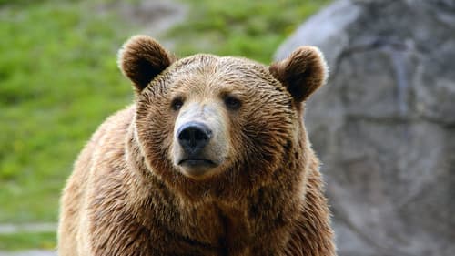 Yellowstone Nationalpark Bild 8