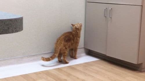 The Adventures of Murphy the Cat #4 Bild 2