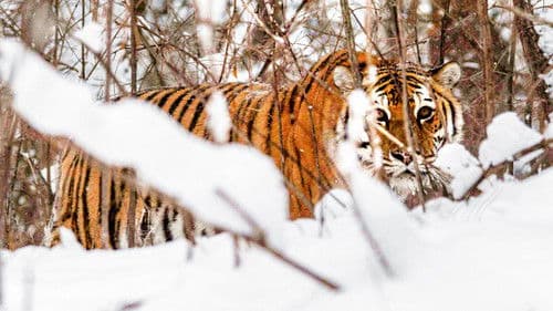 Russia's Wild Tiger Bild 3