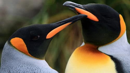 Ein Pinguin kommt selten allein Bild 1