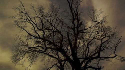 ฝัน ของ แมงกะพรุน Bild 3