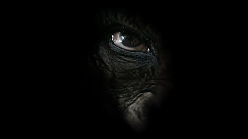 NGOGO - Königreich der Affen Bild 1