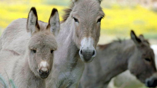 Italien, meine Liebe Bild 5