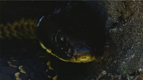 Australiens Schlangen-Insel Bild 4