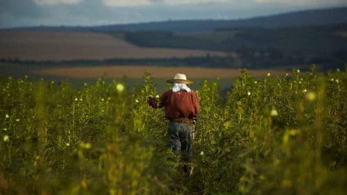 O Plantador de Quiabos Bild 1