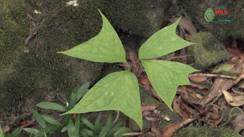Botanist Francis Hallé Explains... Bild 3