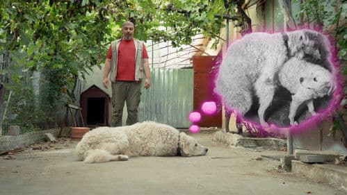 Ki kutyája vagyok én? Bild 2