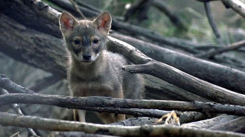 Vad Kunság – A Puszta rejtett élete Bild 2