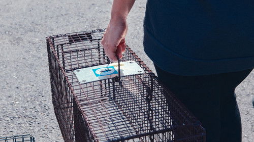 고양이들의 아파트 Bild 1