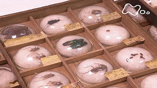 東大キャンパス・ミュージアム Bild 1