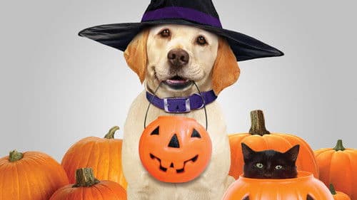 Ein Hund rettet Halloween Bild 1