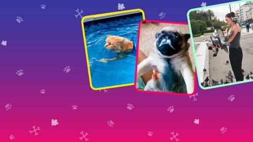 Amerikas lustigste Tiervideos Bild 7