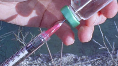 Resurrect Me as a Parasite Bild 2