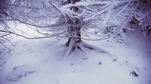 Vlci na hranicích Bild 1