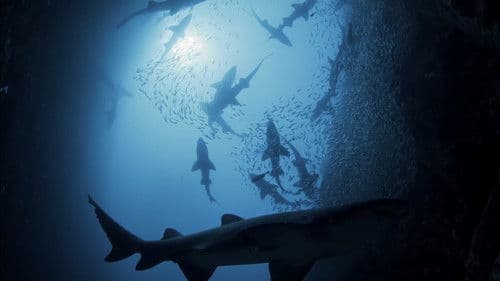 Shark Kingdom Bild 1