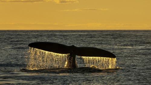 Sea Change: The Gulf of Maine Bild 3