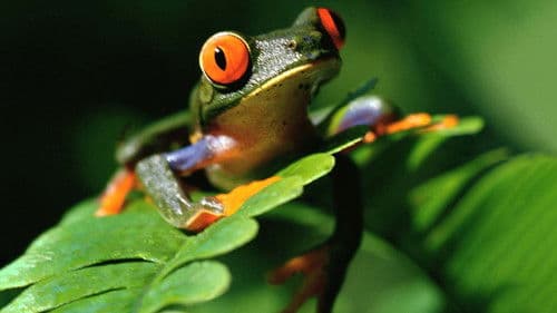 Life on Earth Bild 3