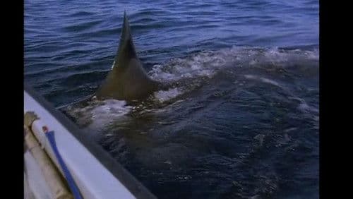 Great White Shark Bild 1