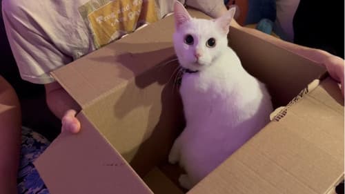 PSA FROM THE VOID Bild 1