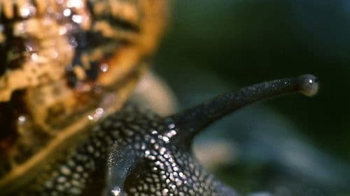 Il pianeta azzurro Bild 6