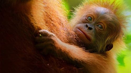 Das geheime Leben der Orang-Utans Bild 1