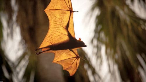 Länder des Monsuns - Wunderbares Asien Bild 2