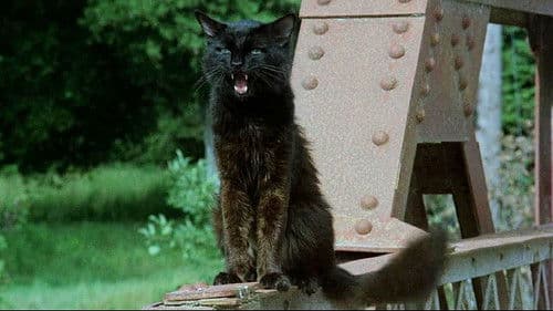 Schreie der Nacht Bild 5