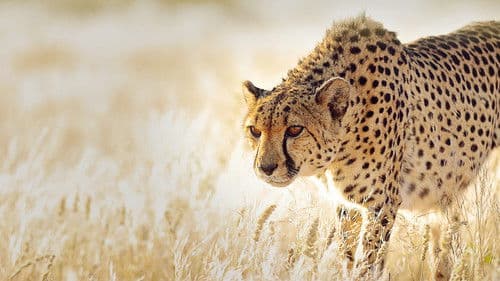 Die Jagd – Auf Leben und Tod Bild 5