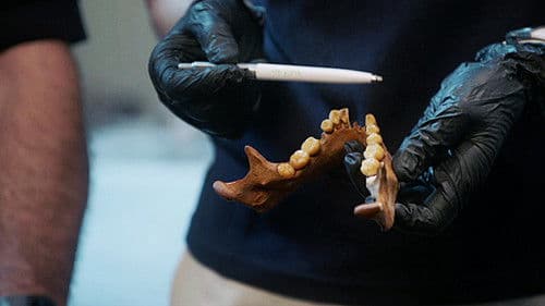 Naia und der Ursprung der Besiedlung Amerikas Bild 3