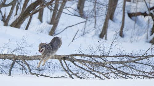 Wilder Grenzgänger - Der Wolf ist zurück Bild 6