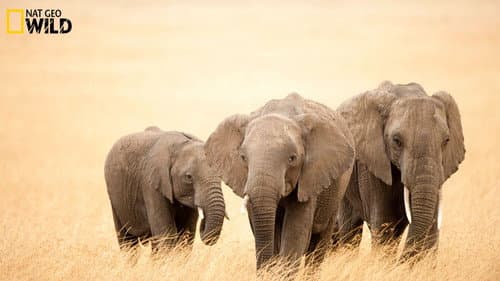 Africa Bild 1